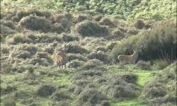 Red Stag Hunting Video