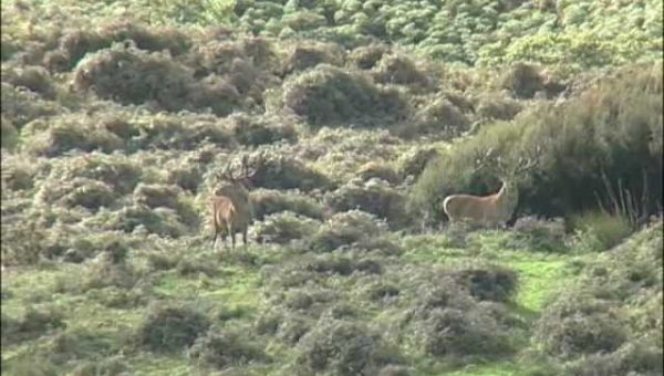 Red Stag Hunting Video