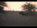 Milligan Family Safari 2012