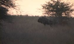Milligan Family Safari 2012