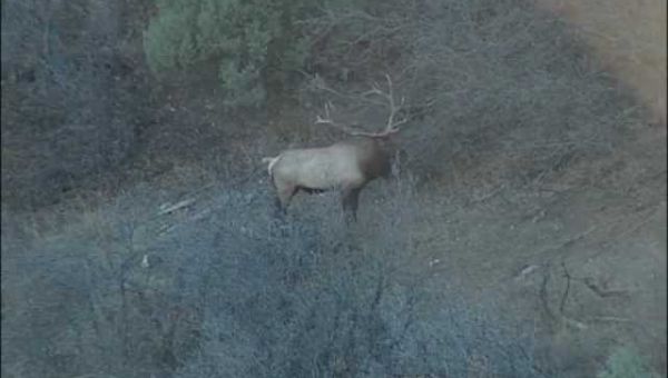 Rifle Elk Hunting Trip