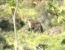 Tahr Hunting with Ray Milligan