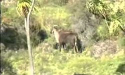 Tahr Hunting with Ray Milligan