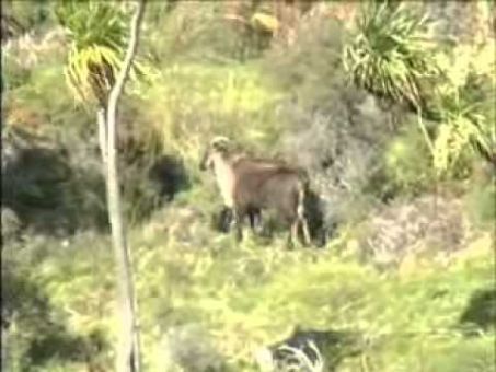 Tahr Hunting with Ray Milligan